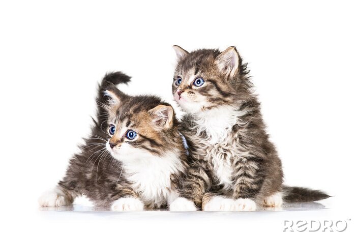 Fototapete Zwei kleine Kätzchen