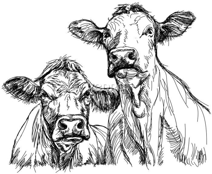 Fototapete Zwei Kühe schwarz-weiße Skizze