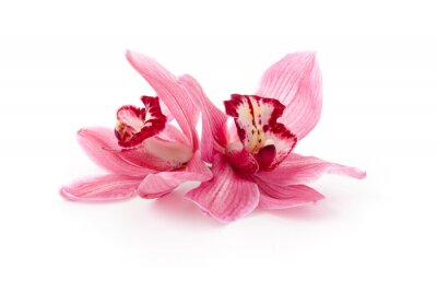 Zwei lachsfarbene Orchideen
