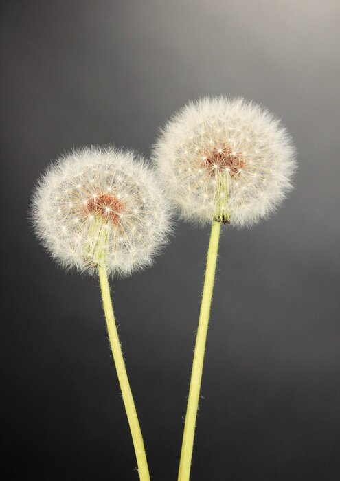Fototapete Zwei Löwenzähne auf grauem Hintergrund