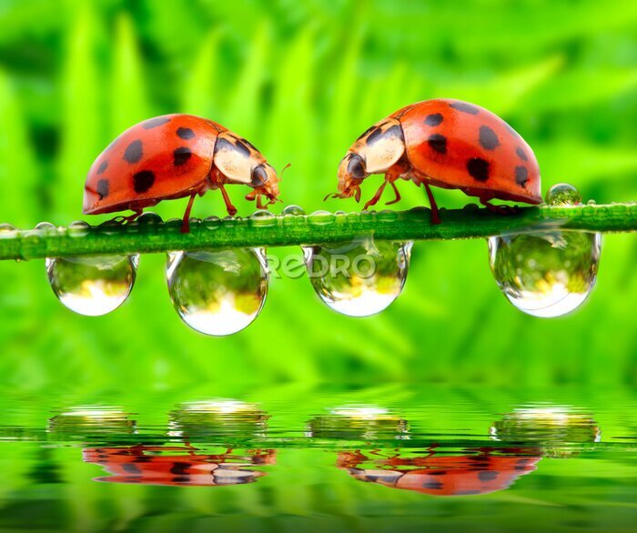 Fototapete Zwei Marienkäfer auf nassen gras