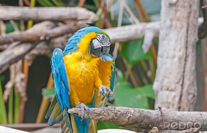 Fototapete Zwei Papageien im Zoo