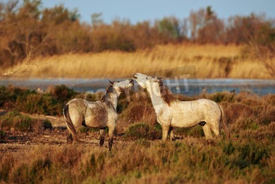 Fototapete Zwei pferde auf der weide