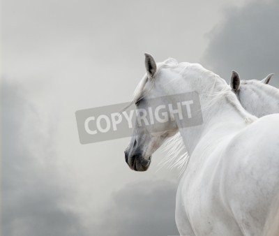 Fototapete Zwei pferde auf grauem hintergrund