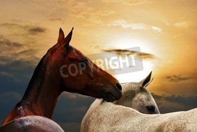 Fototapete Zwei pferde beim sonnenuntergag