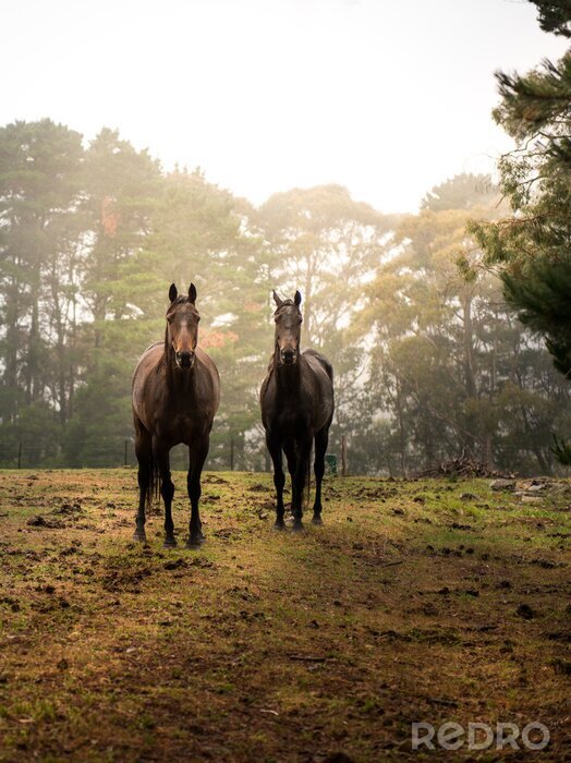 Fototapete Zwei pferde im wald