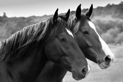 Fototapete Zwei Pferde in Grau