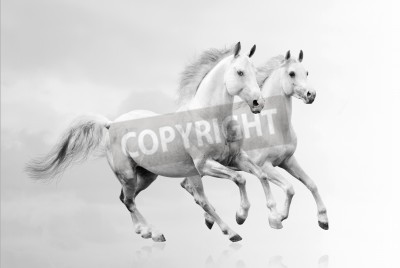 Fototapete Zwei pferde vor weißem hintergrund