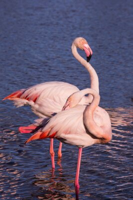 Fototapete Zwei rosa Vögel im Wasser