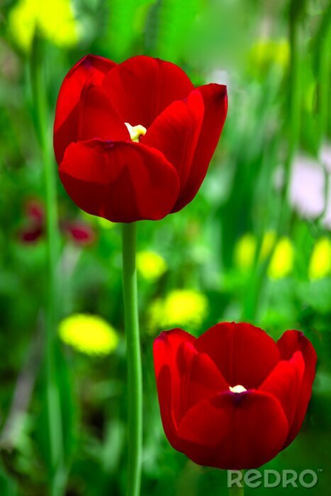 Fototapete Zwei rote Mohnblumen