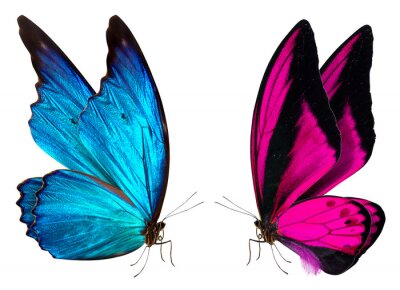 Zwei Schmetterlinge, die einander anschauen