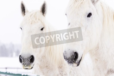 Fototapete Zwei schneebedeckte pferde