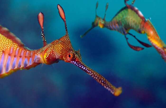 Fototapete Zwei Seepferdchen