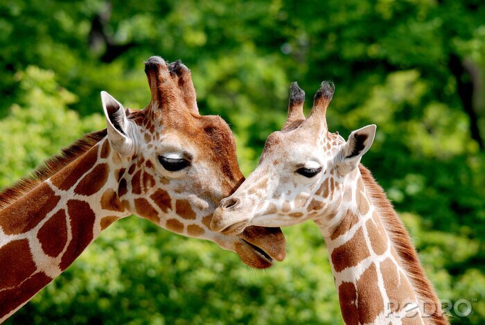 Fototapete Zwei sich umarmende Giraffen
