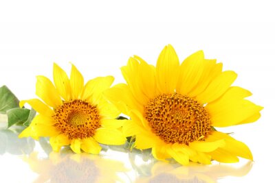 Fototapete Zwei Sonnenblumen