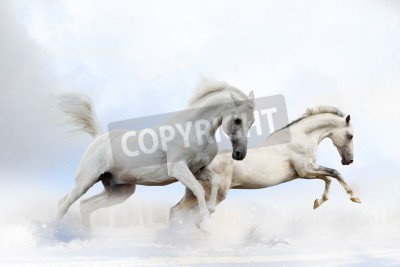 Fototapete Zwei springende pferde
