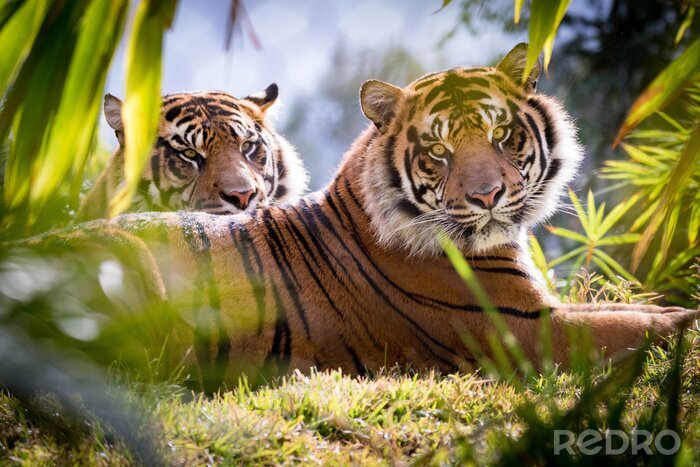 Fototapete Zwei tiger auf dem grün