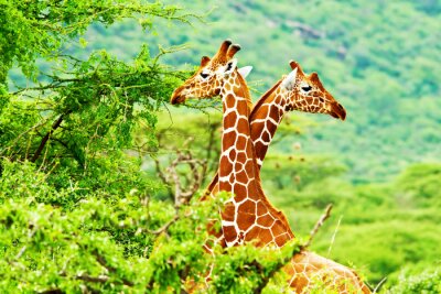 Zwei über Bäume ragende Giraffen