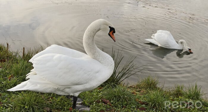 Fototapete Zwei weiße Schwäne