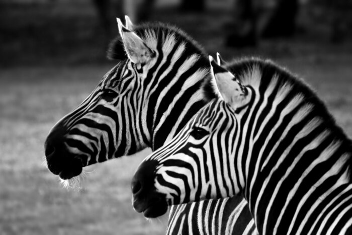 Fototapete Zwei Zebras auf schwarz-weißem Natur-Hintergrund