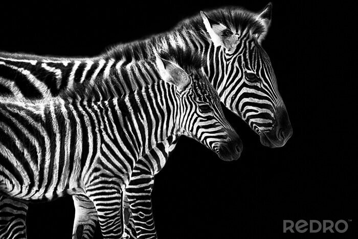 Fototapete Zwei Zebras auf schwarzem Hintergrund