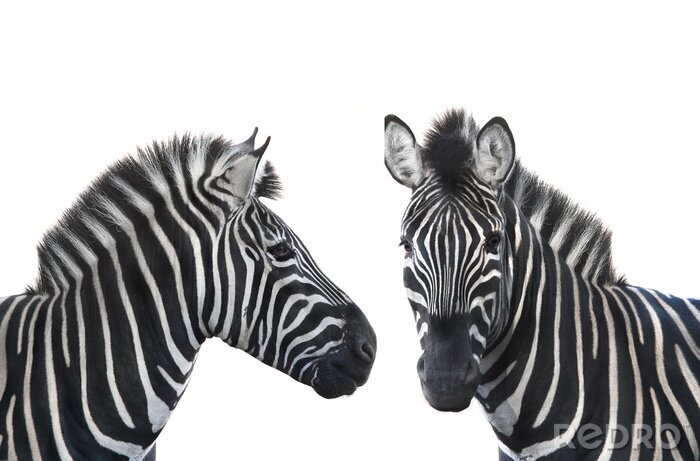 Fototapete Zwei Zebras auf weißem Hintergrund
