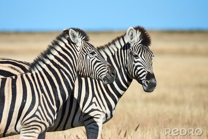 Fototapete Zwei Zebras in der Savanne