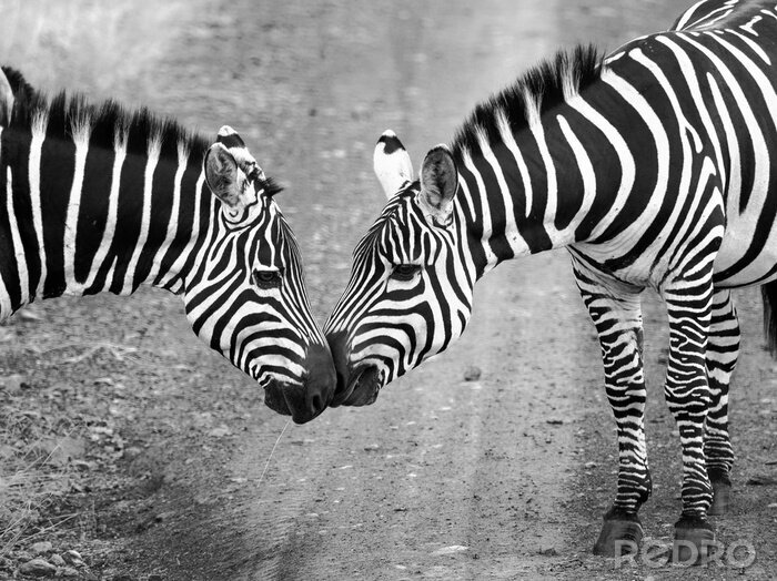 Fototapete Zwei Zebras stehen im Weg