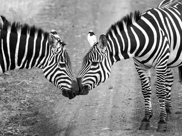 Fototapete Zwei Zebras stehen im Weg