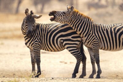 Zwei Zebras und Natur