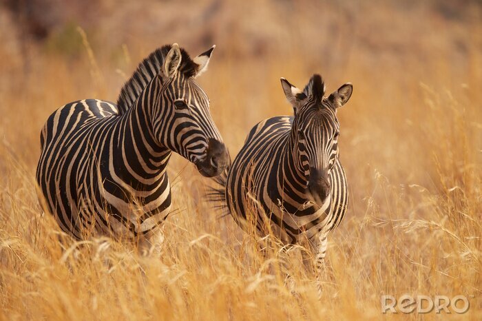 Fototapete Zwei Zebras unter den Gräsern