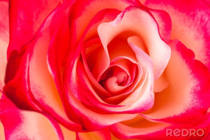 Fototapete Zweifarbige Rose in Nahaufnahme