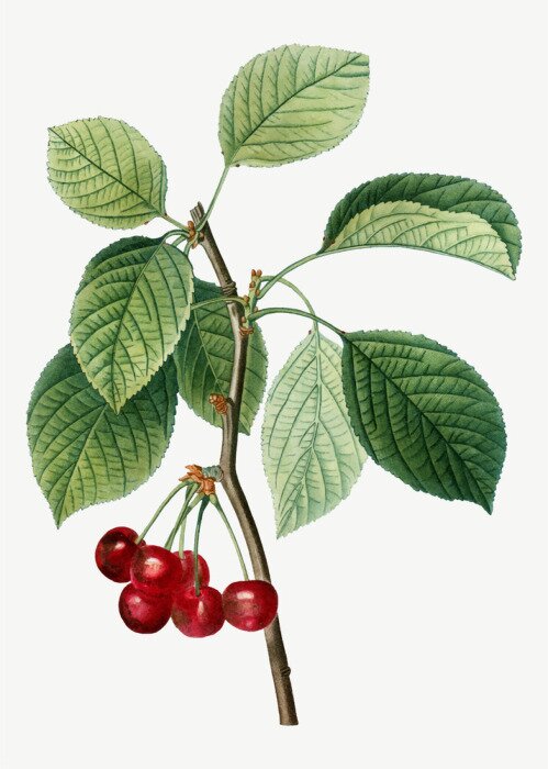 Fototapete Zweig des Kirschbaumes mit Früchten