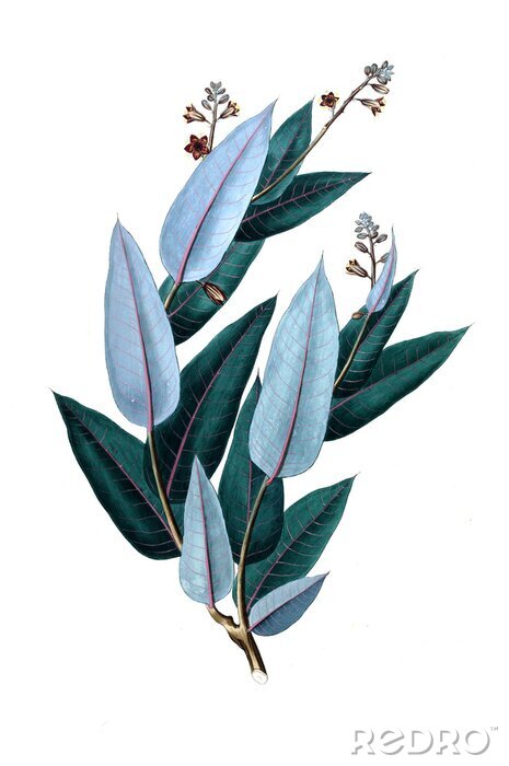Fototapete Zweig mit himmelblauen und dunkelgrünen Blättern