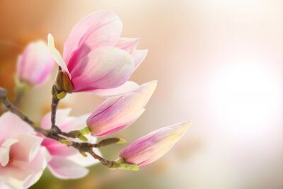 Fototapete Zweig mit rosa-weißen Blumen