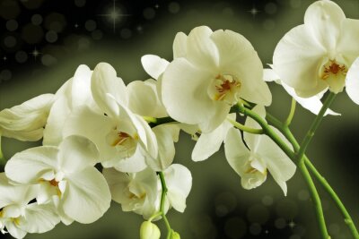 Fototapete Zweig mit weißen Blumen