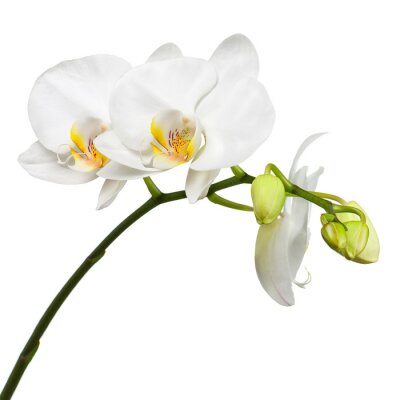 Fototapete Zweig mit weißen Orchideen