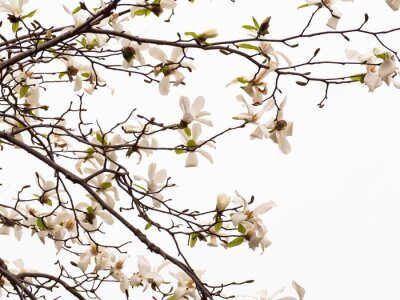 Fototapete Zweig und Blätter der weißen Magnolien