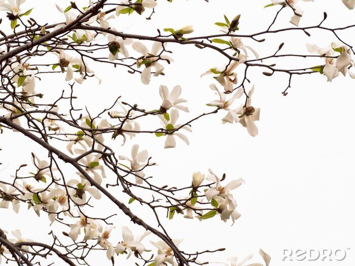 Fototapete Zweig und Blätter der weißen Magnolien