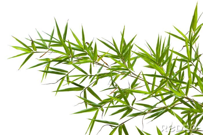 Fototapete Zweig von Bambusblättern auf weißem Hintergrund