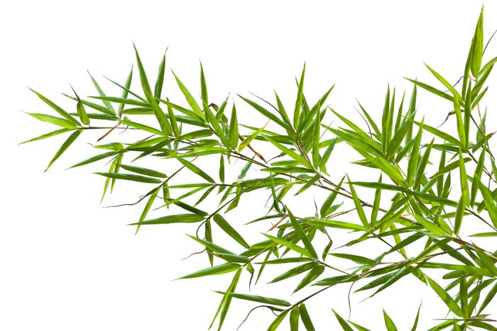 Fototapete Zweig von Bambusblättern auf weißem Hintergrund