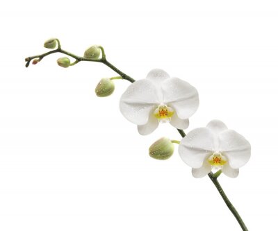 Fototapete Zweig von weißer Blüte