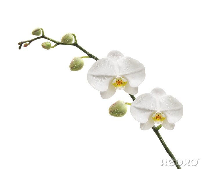 Fototapete Zweig von weißer Blüte