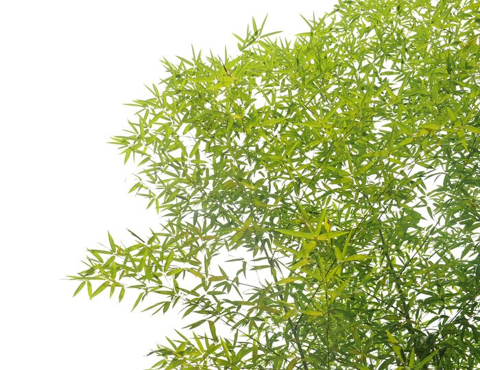 Fototapete Zweige von Bambus auf weißem Hintergrund