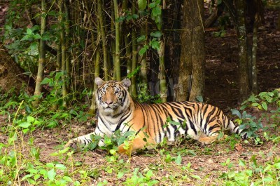 Fototapete Zwischen bambus liegender tiger