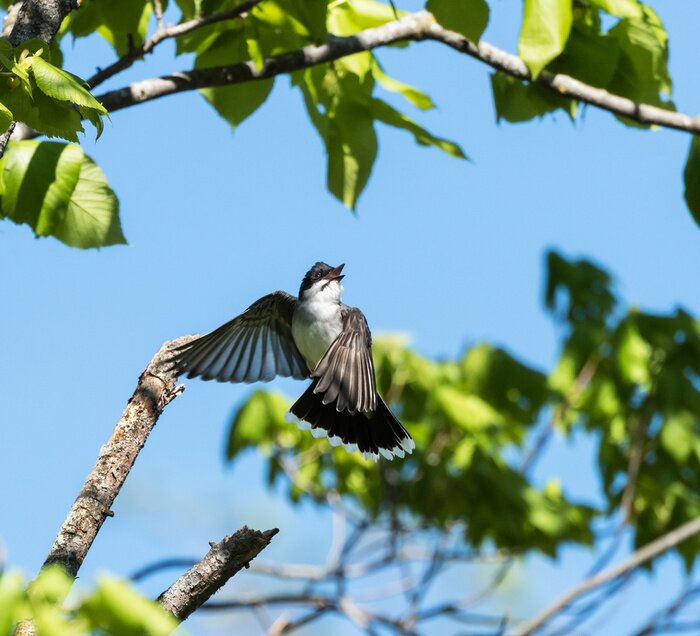 Fototapete zwischen grünen Blättern fliegender Vogel