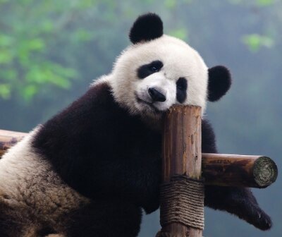 Panda Aufnahme eines ruhenden Pandas
