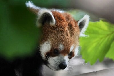 Panda Baby-Panda Nahaufnahme