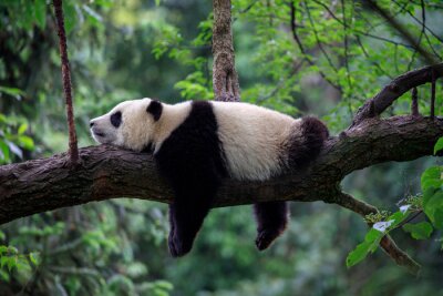 Panda Fauler Panda schläft auf einem Baumast