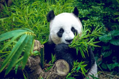 Panda Panda frisst Bambussprossen